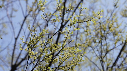 The fresh new leaves full of the maple trees in spring