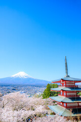 春の新倉山浅間公園　山梨県富士吉田市　Arakurayama Sengen Park in spring. Yamanashi Pref, Fujiyoshida City.