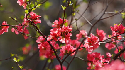 The beautiful flowers blooming in the garden in spring with the warm sunlight