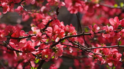 The beautiful flowers blooming in the garden in spring with the warm sunlight