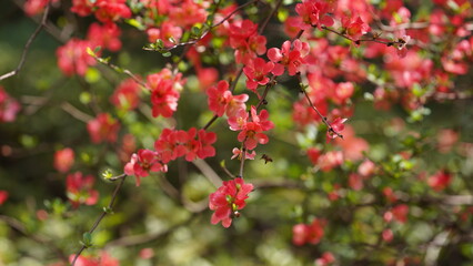 Obraz premium The beautiful flowers blooming in the garden in spring with the warm sunlight