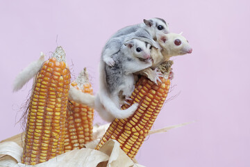 An albino sugar glider mother is eating corn kernels while holding her two babies. This mammal has...