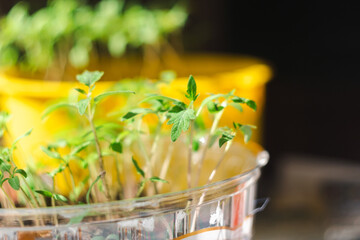 Green tomato plants in seedling. Concept of farming and planting.