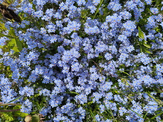 Beautiful blue forget-me-nots on the lawn in the park, against the background of green, juicy grass, in sunny weather.
