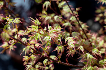 Close up on the leaves of a Acer palmatum (Japanese maple). This cultivar is the Acer palmatum...