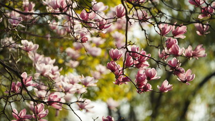 The beautiful flowers blooming in the garden in spring with the warm sunlight