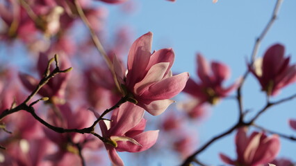 The beautiful flowers blooming in the garden in spring with the warm sunlight