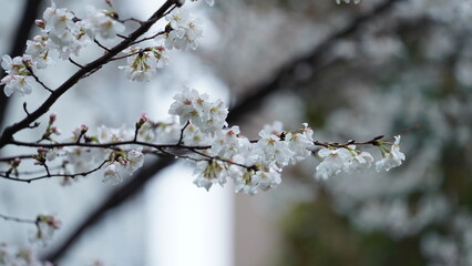 The beautiful flowers blooming in the garden with the rainy droplets in the rainy day