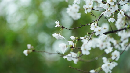 The beautiful flowers blooming in the garden with the rainy droplets in the rainy day