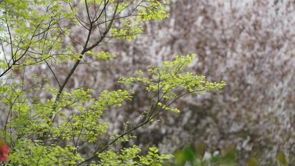 The fresh new leaves full of the maple trees in spring