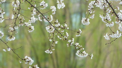 The beautiful flowers blooming in the garden with the rainy droplets in the rainy day