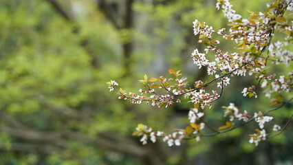 The beautiful flowers blooming in the garden with the rainy droplets in the rainy day