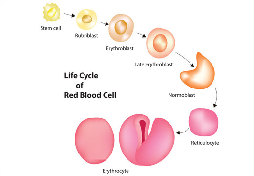 life cycle of red blood cell