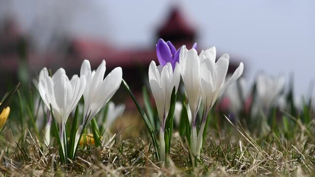 Close-up of blooming white and purple crocuses in early spring.