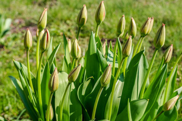group of garden poppies with flower buds before blooming