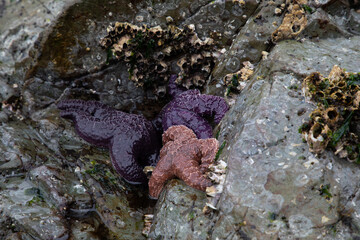 Purple and orange ochre sea stars found in a rocky crevice on a beach along the Gulf Islands,...