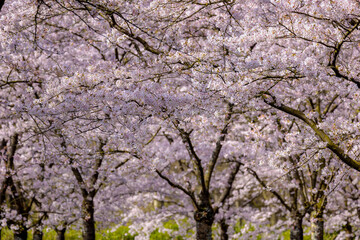 Selective focus of white pink Cherry Blossom or Sakura full bloom in the garden during the spring season, Kersenbloesempark (flower park) Cherry trees in the Amsterdamse Bos, Amstelveen, Netherlands.