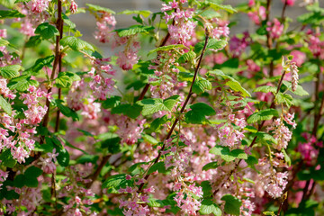 Selective focus of Ribes sanguineum flower with green leaves in the garden, Pink ribes or redflower...