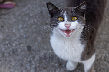 Stray cat with beautiful brown eyes looking at the camera and meows