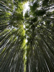 Bambus Wald