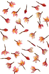 Floral pattern made of frangipani flowers on white background.