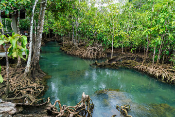 The water in the canal is clear and clean, along the stream, there are tree roots, shady forests, good environment, fresh air, beautiful nature, Krabi Province, Thailand.