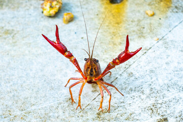 威嚇するザリガニ
