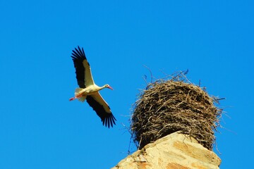 cigueña, brime de urz, zamora