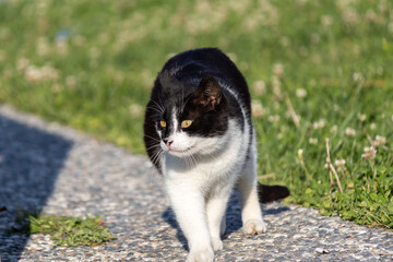 Black and white stray cat walking in the public park