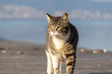 Obraz premium Tabby stray cat walking on the wooden platform by the sea at sunrise