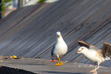 Yellow-billed white seagull preparing to attack to another seagull on the wooden platform