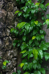 A green branch of a bush against a gray wall. Beautiful natural background