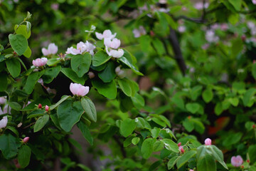 Pink blossoms on quince tree. Selective focus.