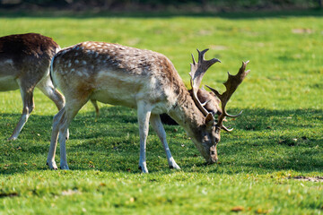 Naklejka na ściany i meble Male deer eating grass while being surrounded by female deers