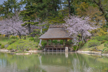 Fototapeta na wymiar 広島の名勝、縮景園の桜