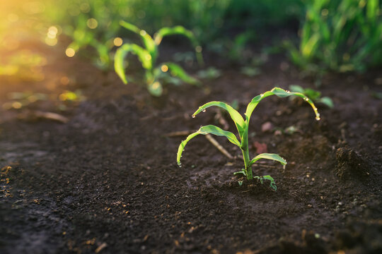 Young green corn seedling sprouts in cultivated agricultural farm field