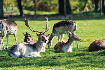 Male deer sitting on the grass surrounded by female deers on a sunny day