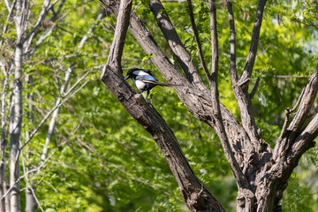 Eurasian magpie standing on the branch of the tree