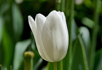white tulip in the garden
