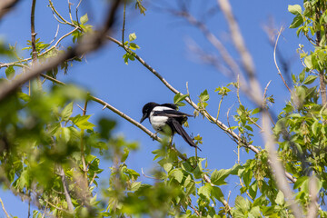 Eurasian magpie standing on the branch of the tree