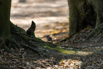 Common chaffinch sitting on a tree root