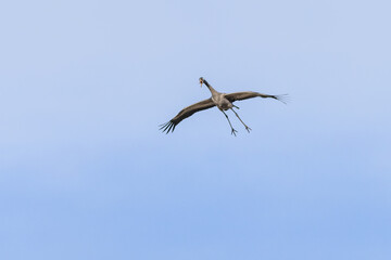 The common crane, a large grey bird, flying with spread wings and open beak. Sunny spring day. Clear blue sky in the background. 