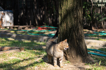 Tabby stray cat standing near a tree covered with moss and meows