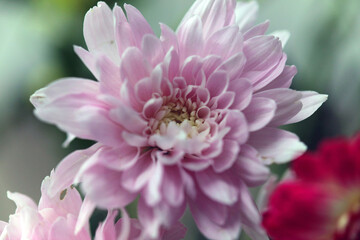 Macro image of a pink Florist's Daisy flower, Derbyshire England
