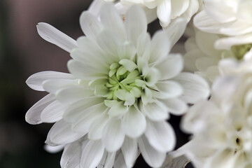 Macro image of a white Florist's Daisy flower, Derbyshire England
