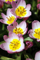 Fototapeta na wymiar Macro image of sunlit Candia Tulip blooms, Derbyshire England 