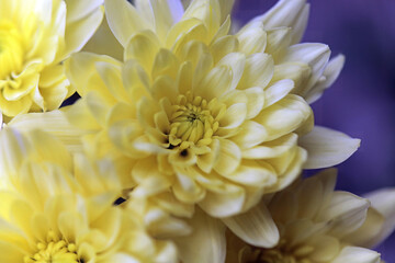 Macro image of yellow Florist's Daisy flowers, Derbyshire England
