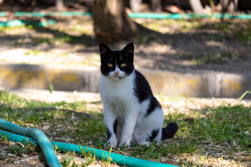 Black and white stray cat standing at the public park