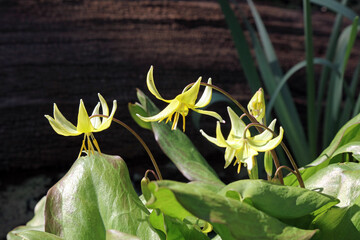 Sunlit Dog's tooth violet blooms, Derbyshire England
