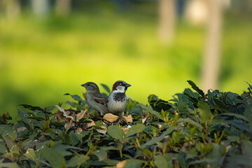 Two sparrows standing on the bushes